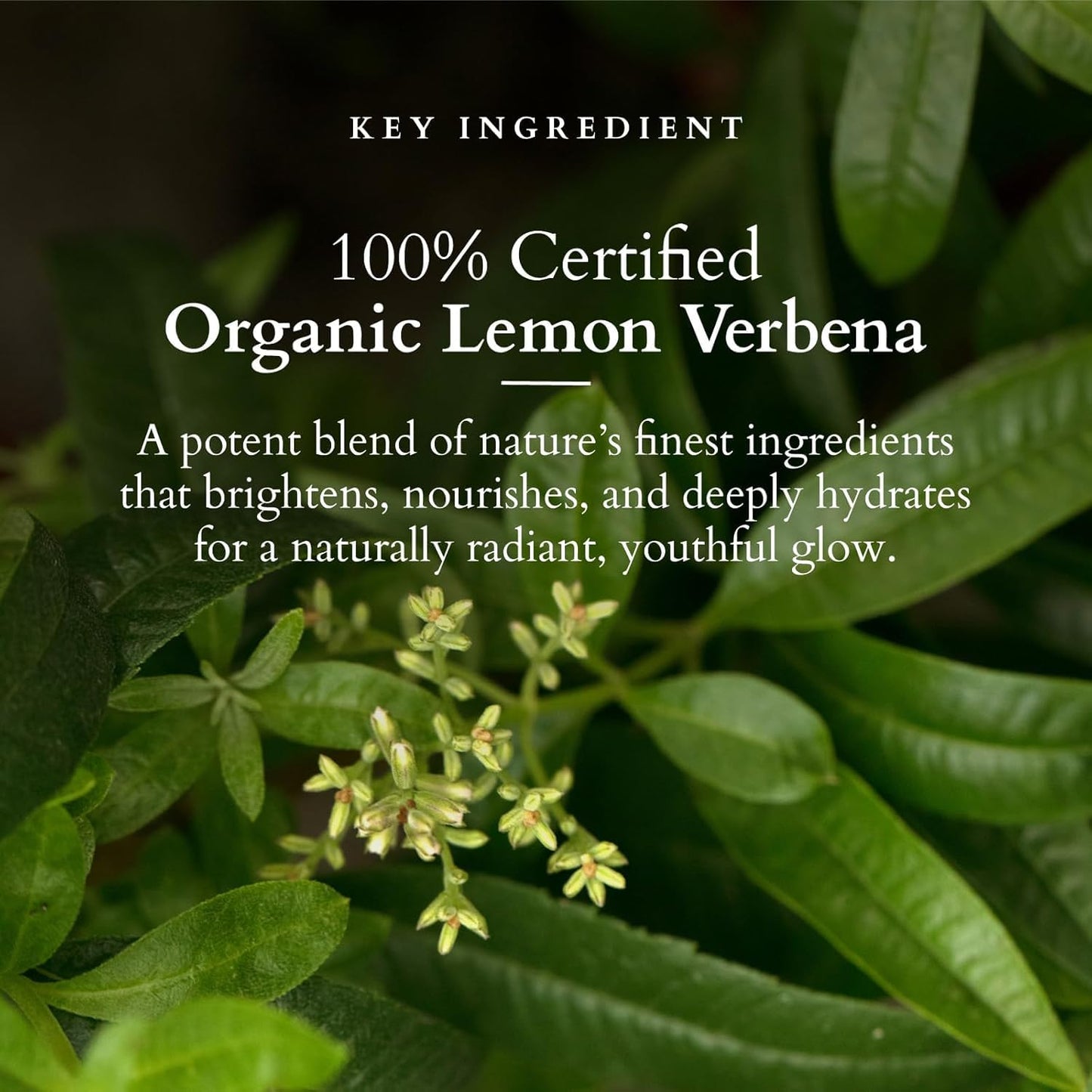 Lotus Organics+ Vitamin C Radiance Booster Face Serum| 100% Certified Organic Lemon Verbena | Brightens & Evens Skin Tone | For Dull & Dehydrated Skin 30ml